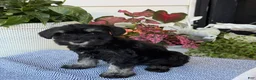 Miniature Schnauzer dogs for sale: Lovely - Ad 10
