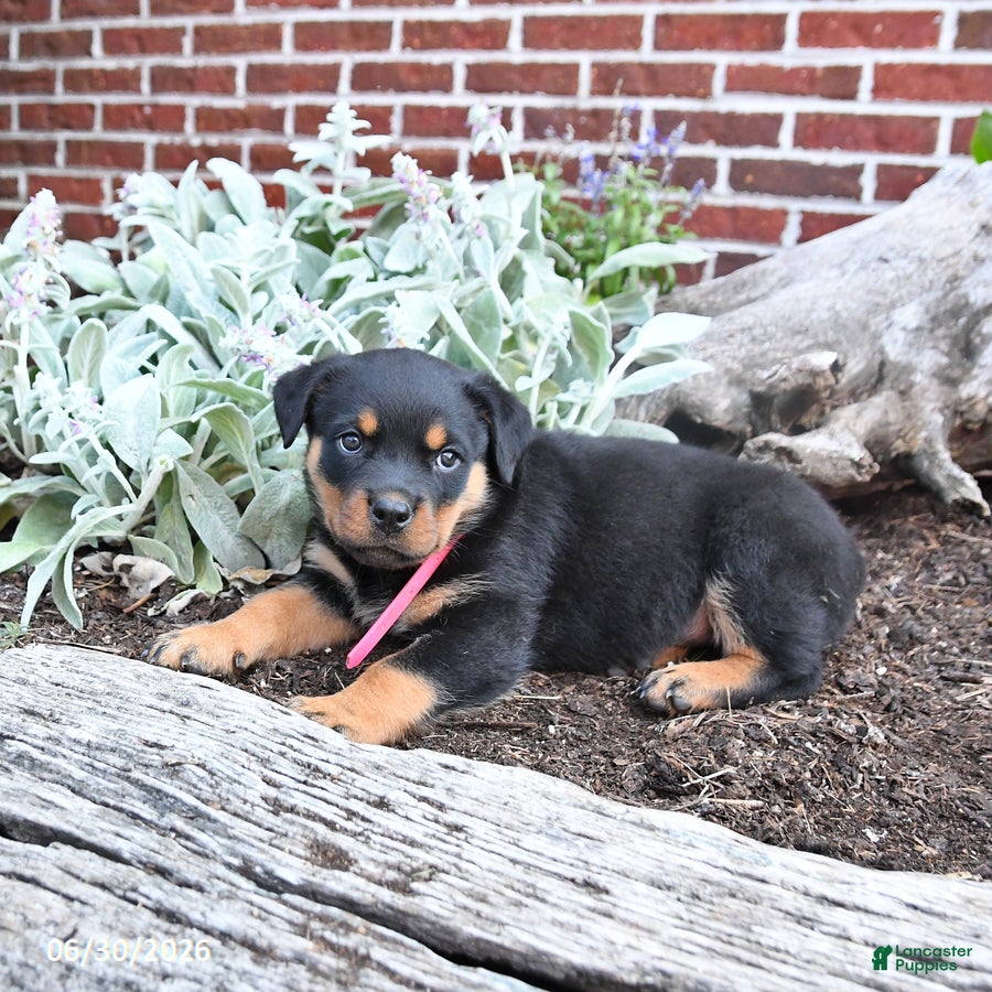 Rottweiler dogs Breeze - Ad 2