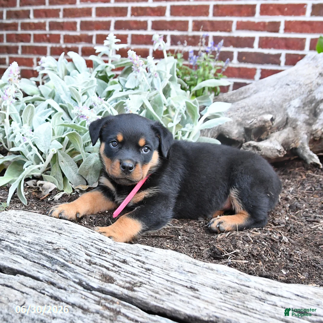 Rottweiler dogs for sale: Breeze - Ad 2