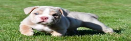 Beabull dogs for sale: Lakota - Ad 4