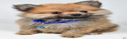 Pomeranian dogs for sale: Flower - Ad 6