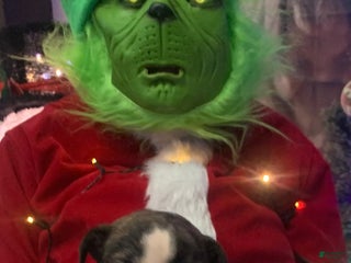 English Bulldog dogs Love - Ad 34