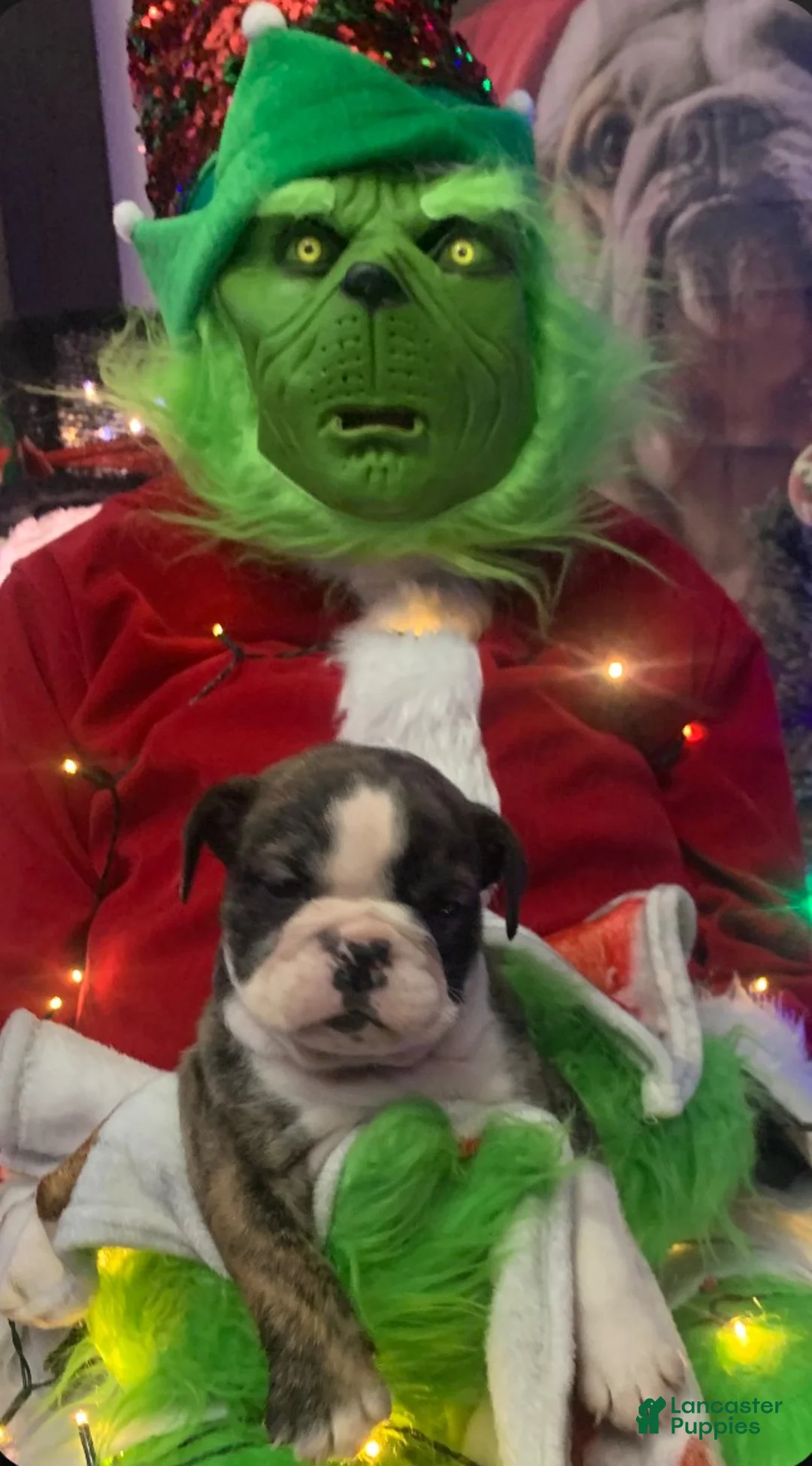 English Bulldog dogs for sale: Love - Ad 3