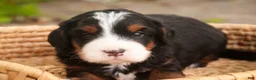 Bernedoodle dogs for sale: Sumit Miniature Bernedoodle  - Ad 5