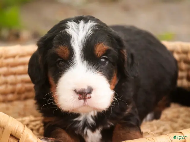 Bernedoodle dogs for sale: Sumit Miniature Bernedoodle - Ad 2