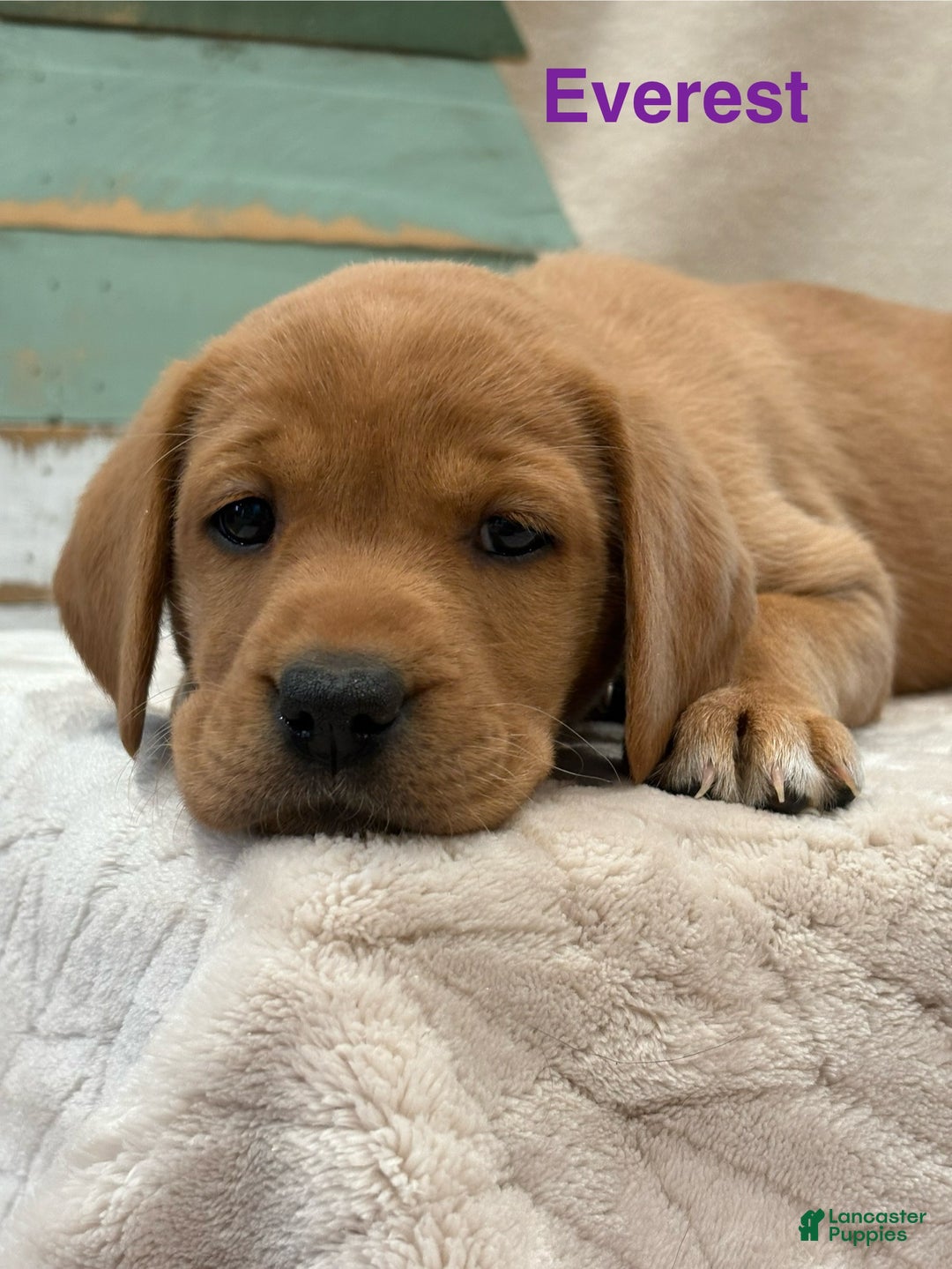 Labrador Retriever dogs for sale: Everest - Ad 3