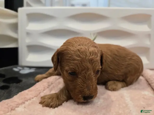 Miniature Poodle dogs for sale: Lily - Ad 12