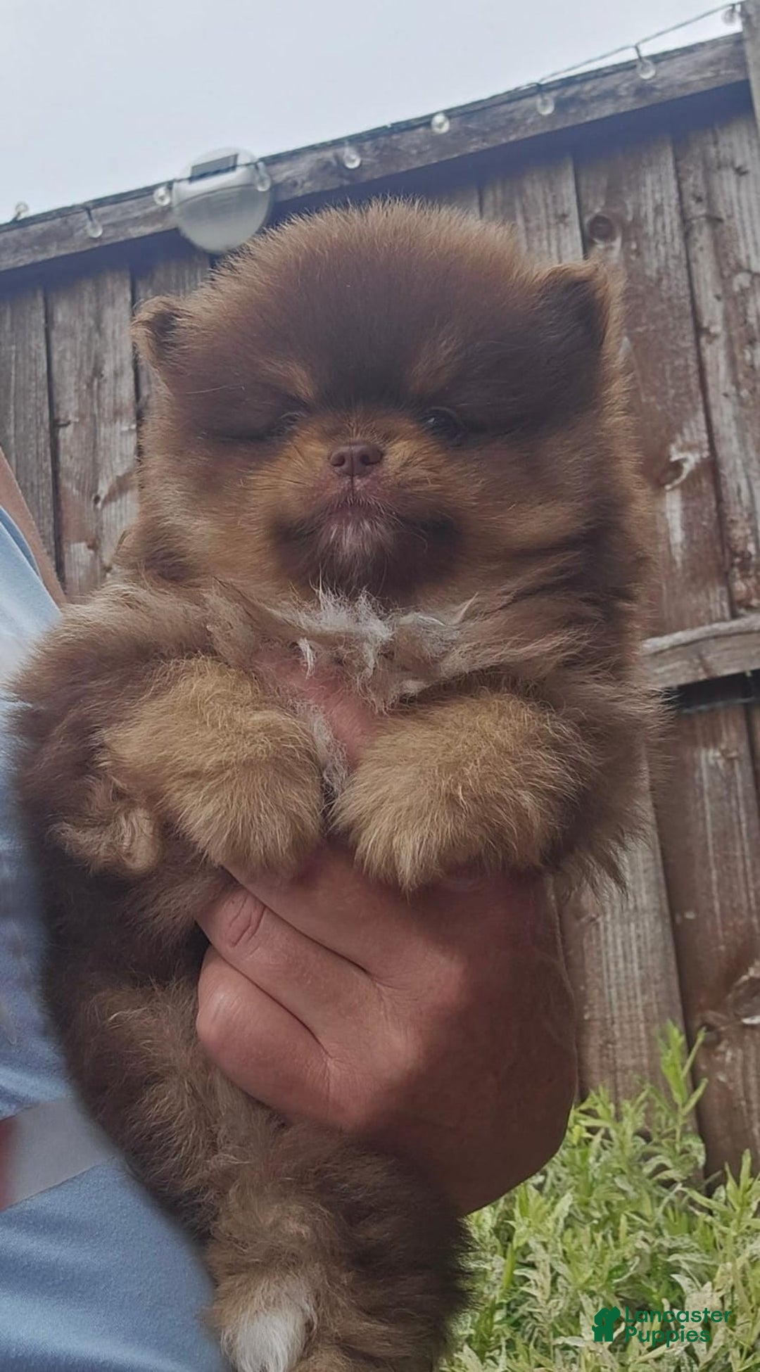 Pomeranian dogs for sale: Naya - Ad 16