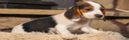 Beagle dogs for sale: Dottie🎀 - Ad 16