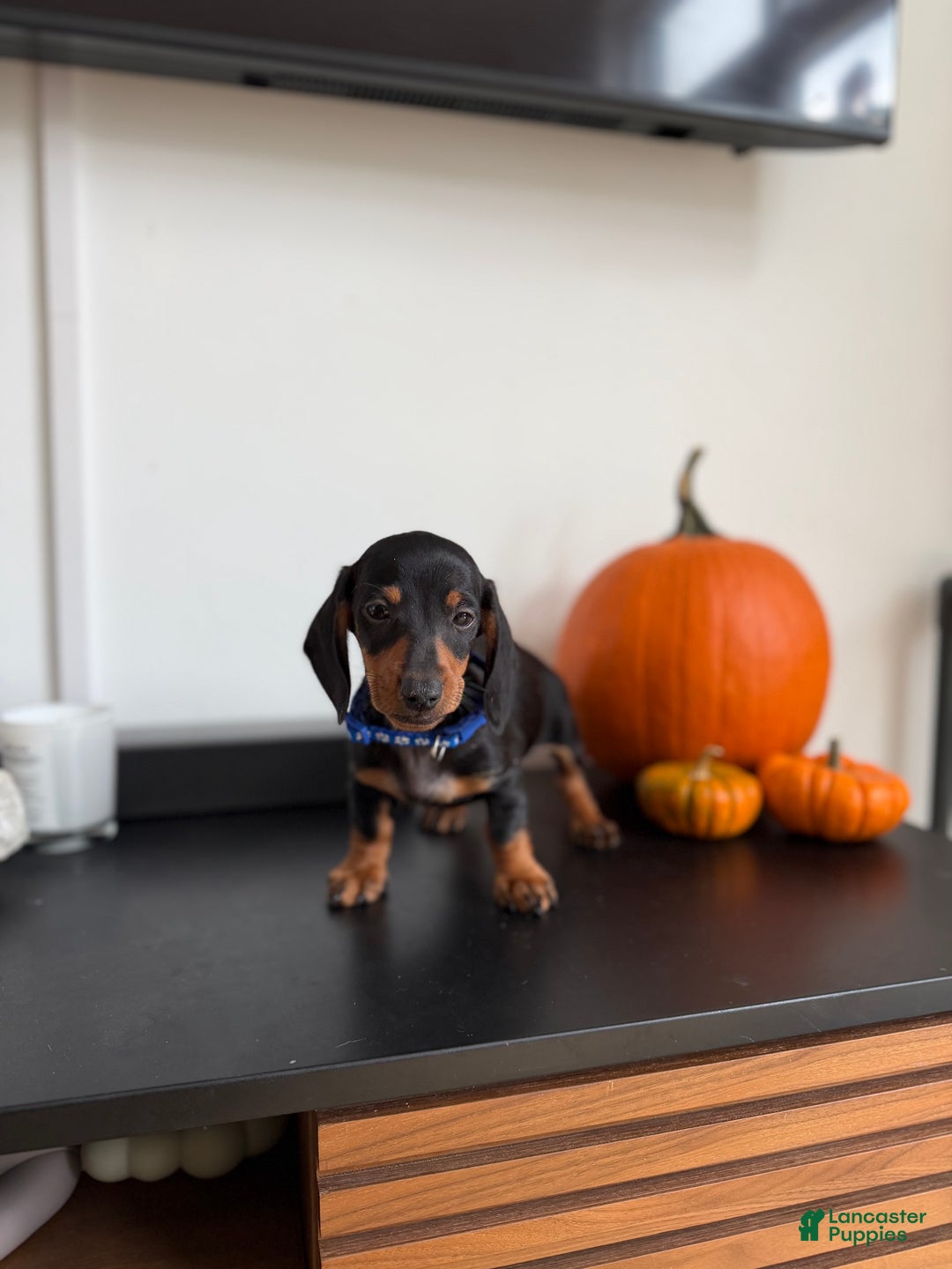 Miniature Dachshund dogs for sale: Miko - Ad 4