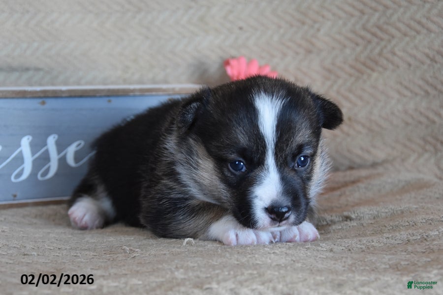 Welsh Corgi Pembroke dogs Roxanne - Ad 32