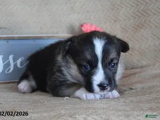 Welsh Corgi Pembroke dogs Roxanne - Ad 32