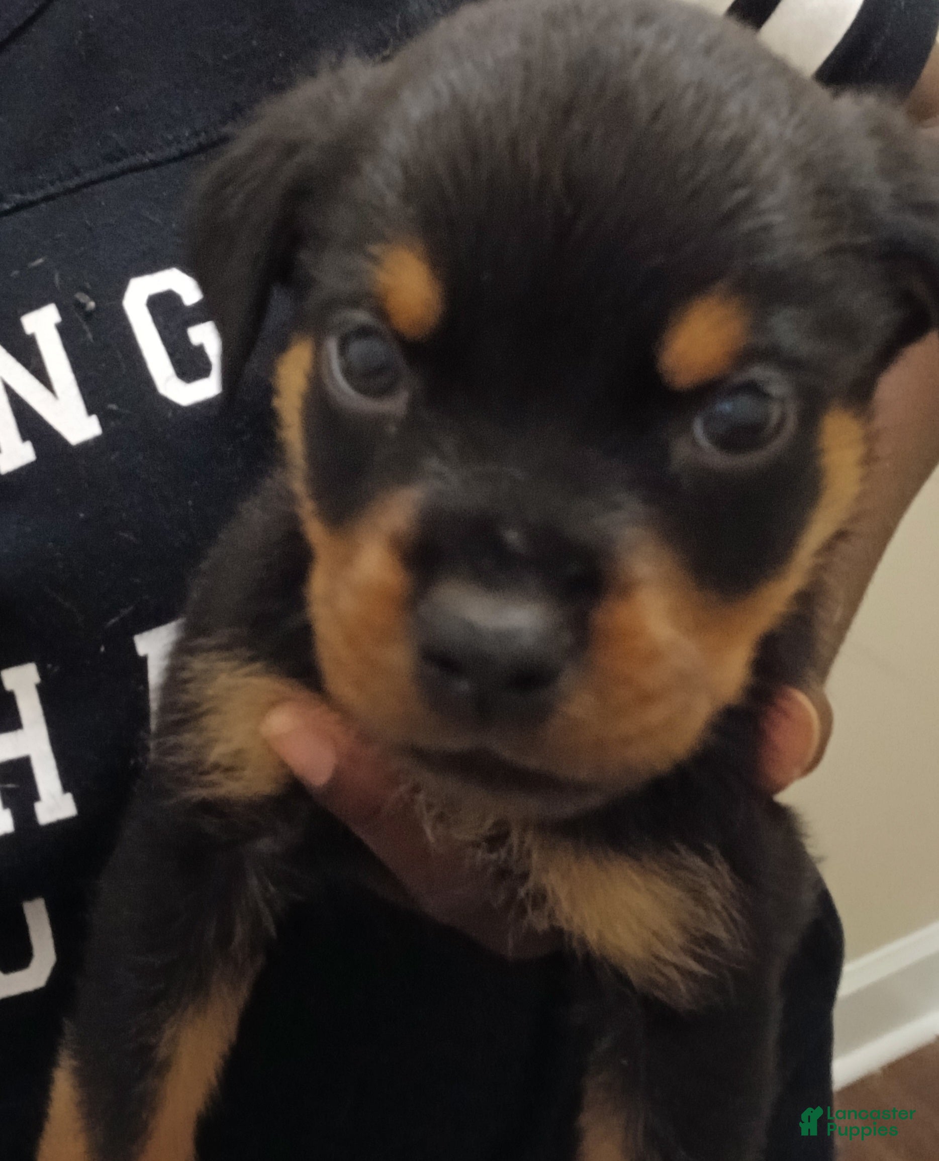 Rottweiler dogs Rottweiler 1 - Ad 27