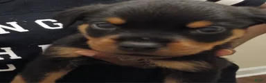 Rottweiler 1