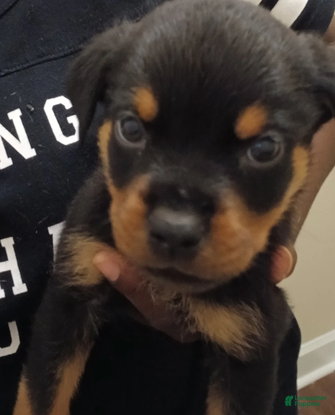 Rottweiler dogs for sale: Rottweiler 1 - Ad 1