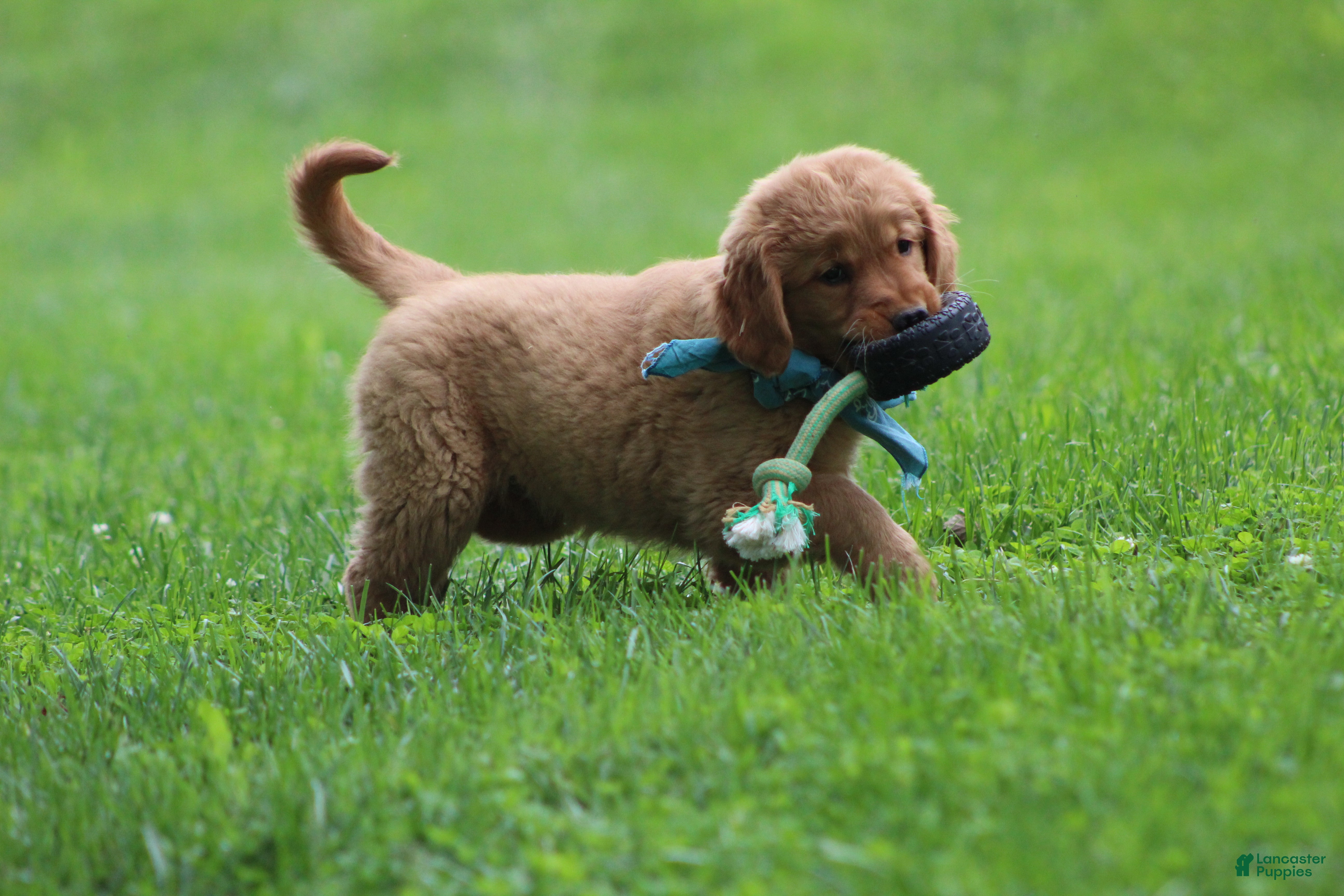Golden Retriever dogs Indie - Ad 1