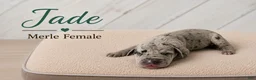 Great Dane dogs for sale: Jade - Ad 3