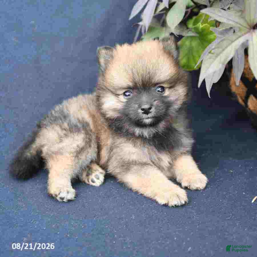 Pomeranian dogs Magnus - Ad 2