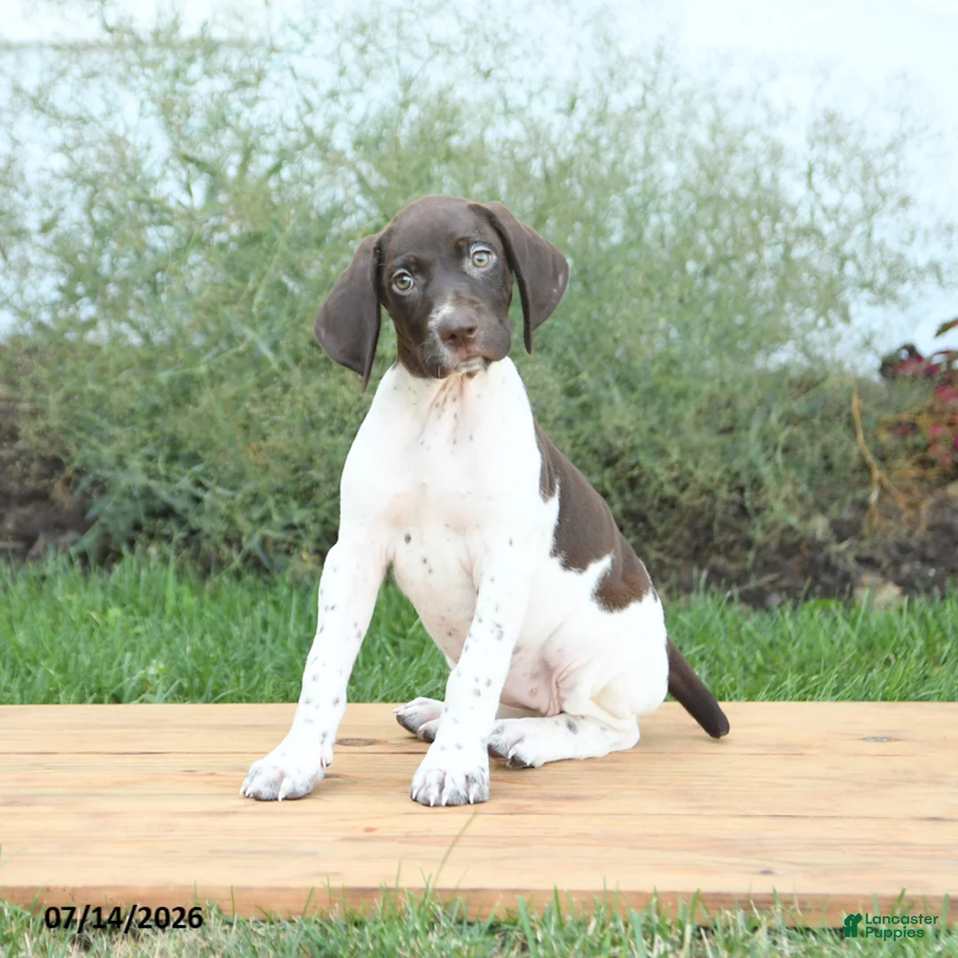 German Shorthaired Pointer dogs for sale: Candy - Ad 2