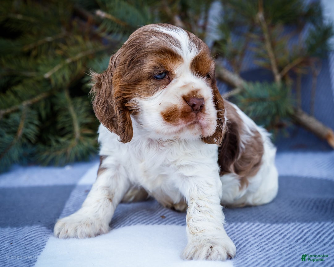 Cocker Spaniel dogs for sale: Cooper - Ad 4