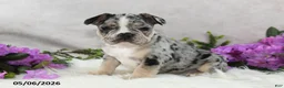 French Bulldog dogs for sale: Huck - Ad 1