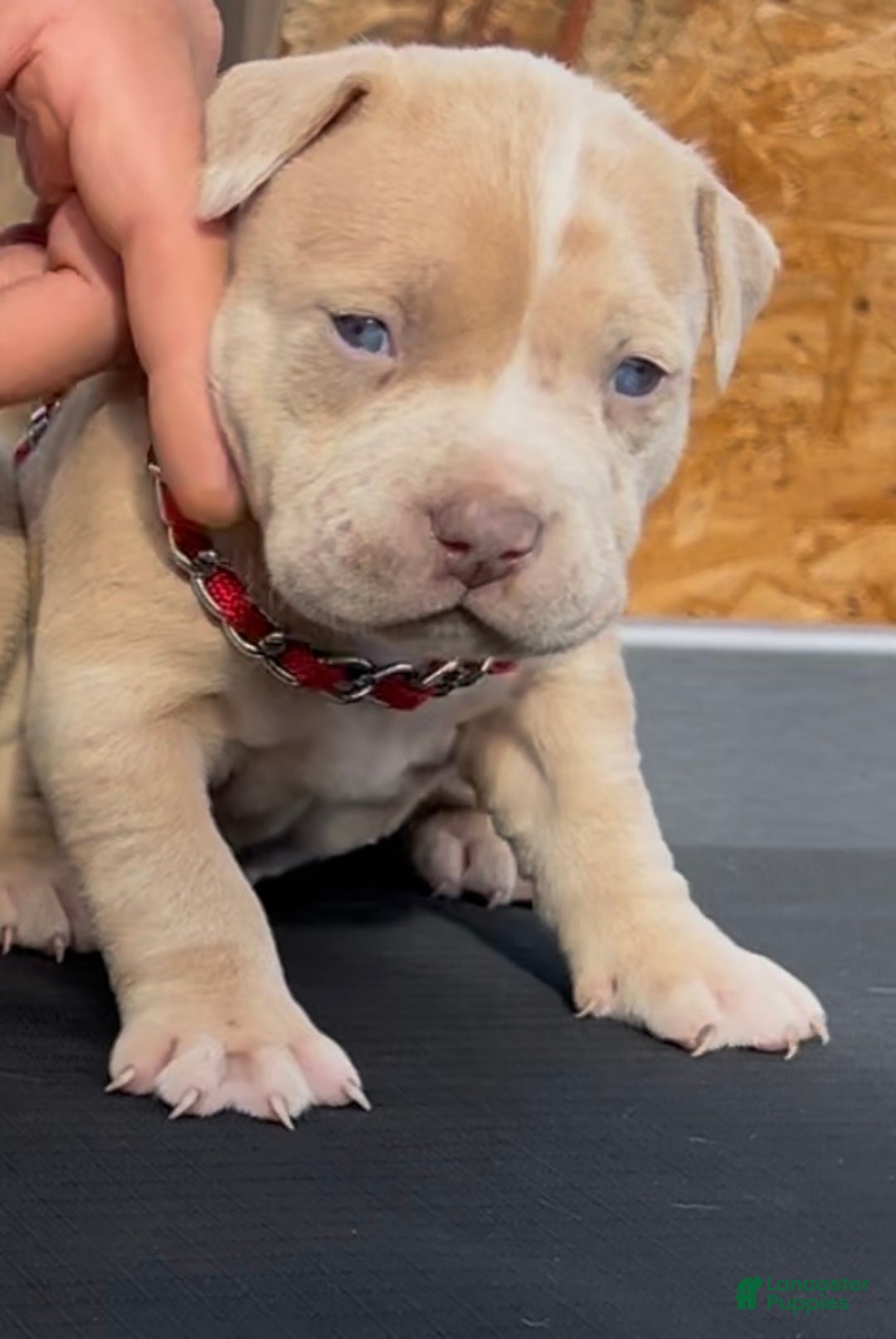 American Bully dogs for sale: Theo - Ad 2