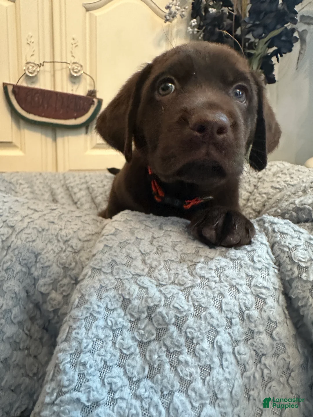 Labrador Retriever dogs for sale: Labrador Retriever Orange - Ad 2