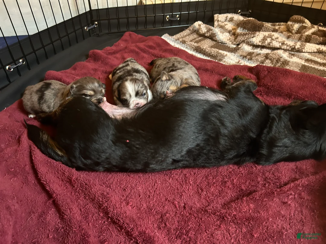 Chihuahua dogs for sale: Chihuahua Puppy 2 - Ad 4