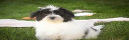 Havanese dogs for sale: Ivan Havanese Puppy  - Ad 3