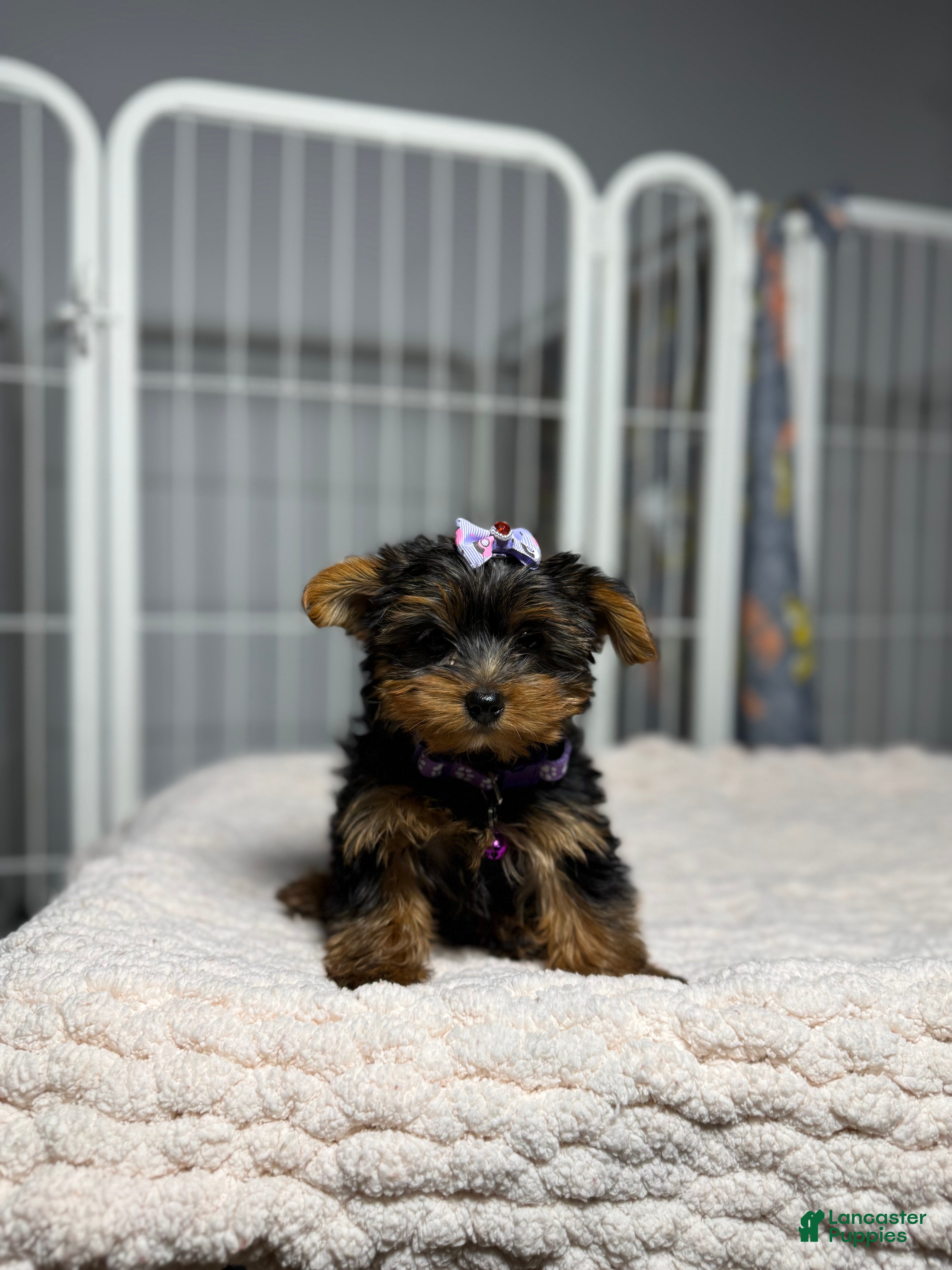 Yorkshire Terrier dogs Teacup Cindy  - Ad 36