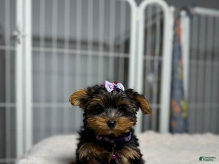 Yorkshire Terrier dogs Teacup Cindy - Ad 40