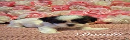 Shih Tzu dogs for sale: Bandit  - Ad 2