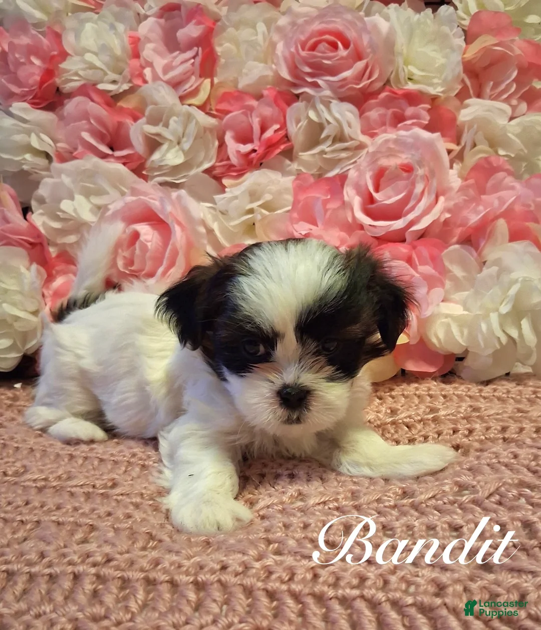 Shih Tzu dogs for sale: Bandit  - Ad 3