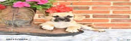 Puggle dogs for sale: Taffy - Ad 4