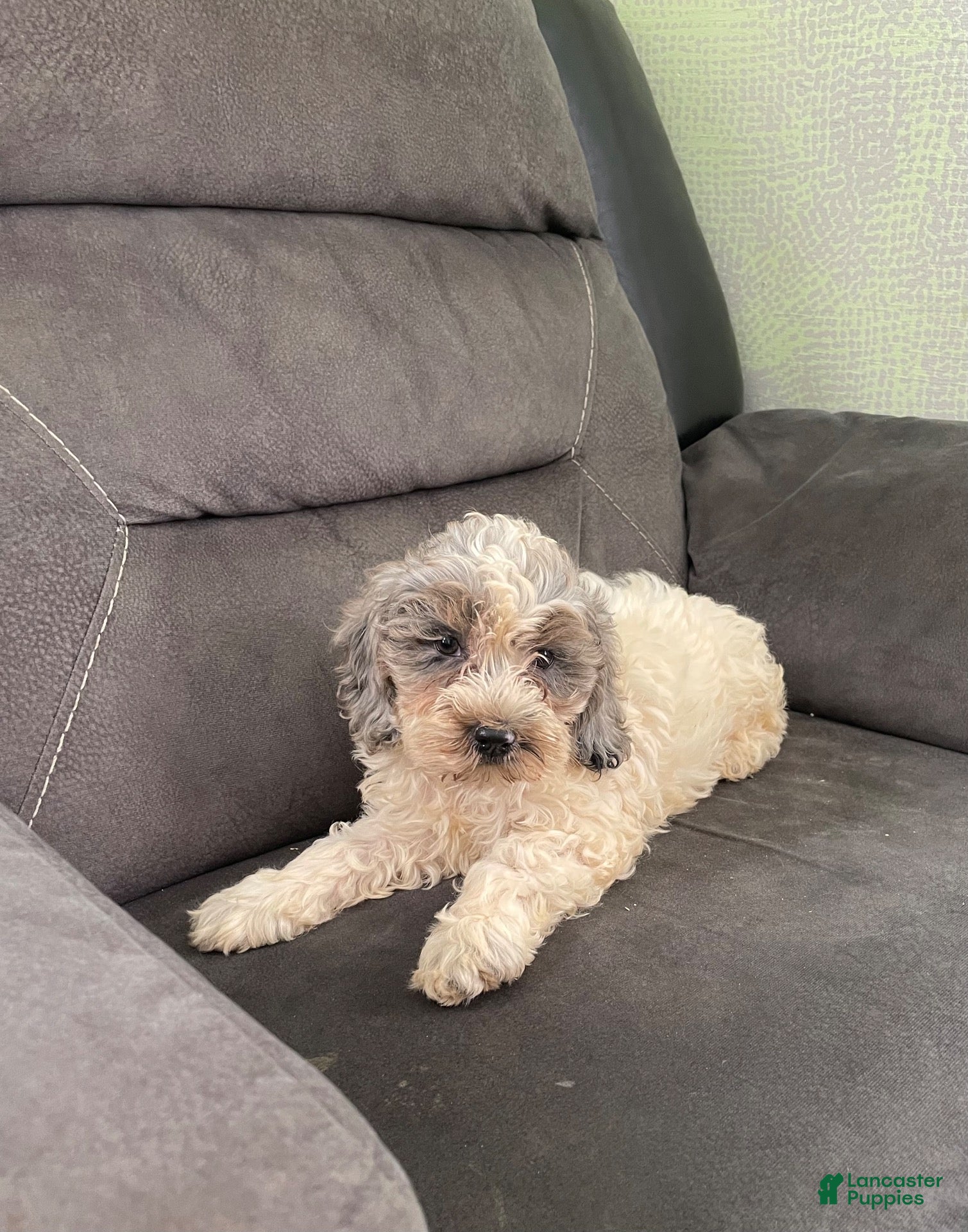 Cockapoo dogs Cockapoo 2 - Ad 1