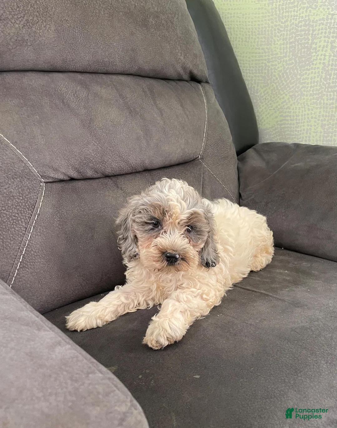 Cockapoo dogs for sale: Cockapoo 2 - Ad 1