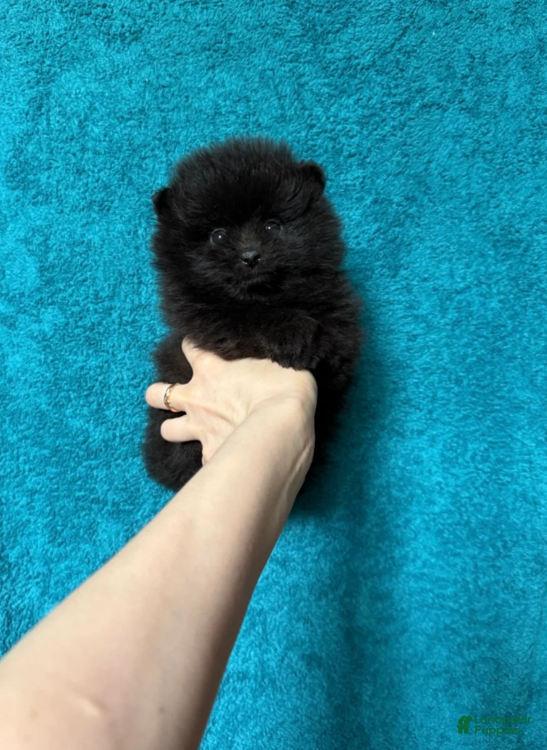 Pomeranian dogs for sale: Rex - Ad 2