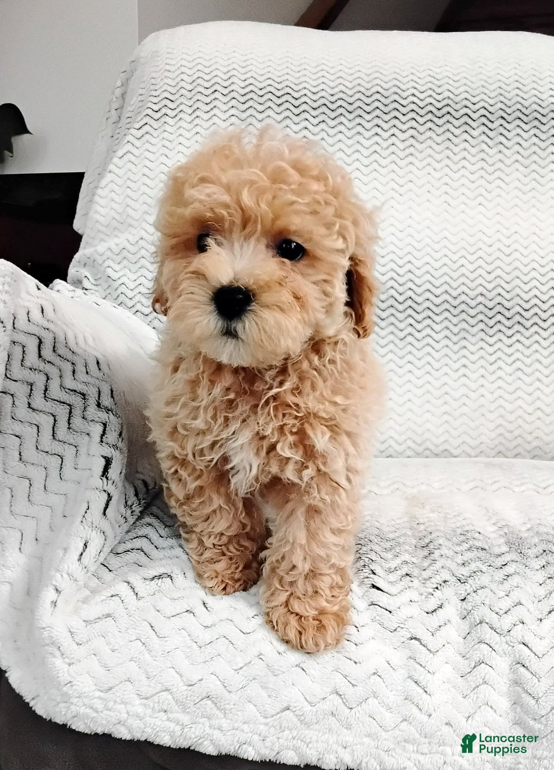 Maltipoo dogs for sale: Anson - Ad 4