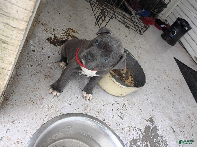 American Bully dogs American Bully Puppy 3 - Ad 4