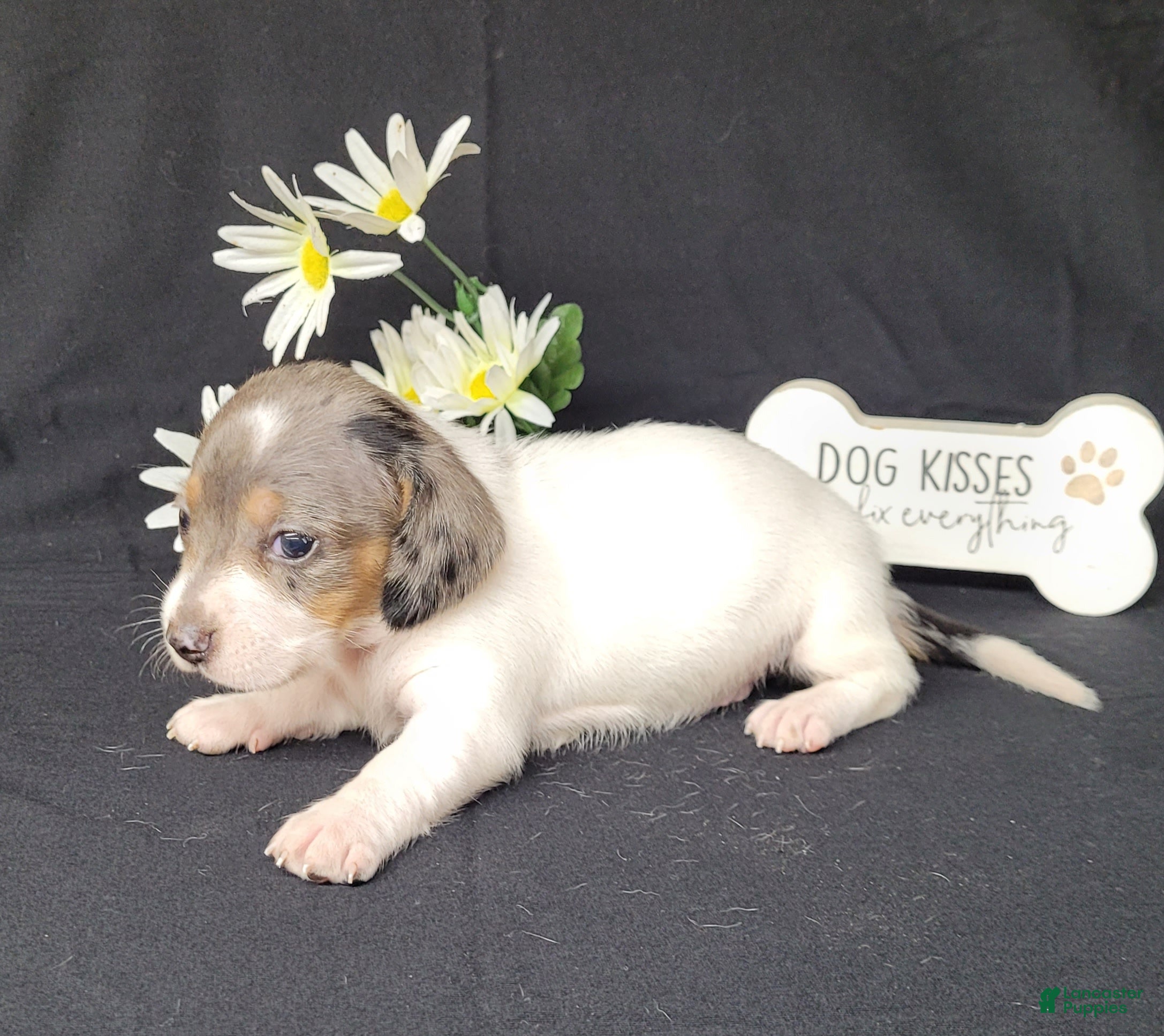 Miniature Dachshund dogs Callie AKC Reg Dapple pie - Ad 2