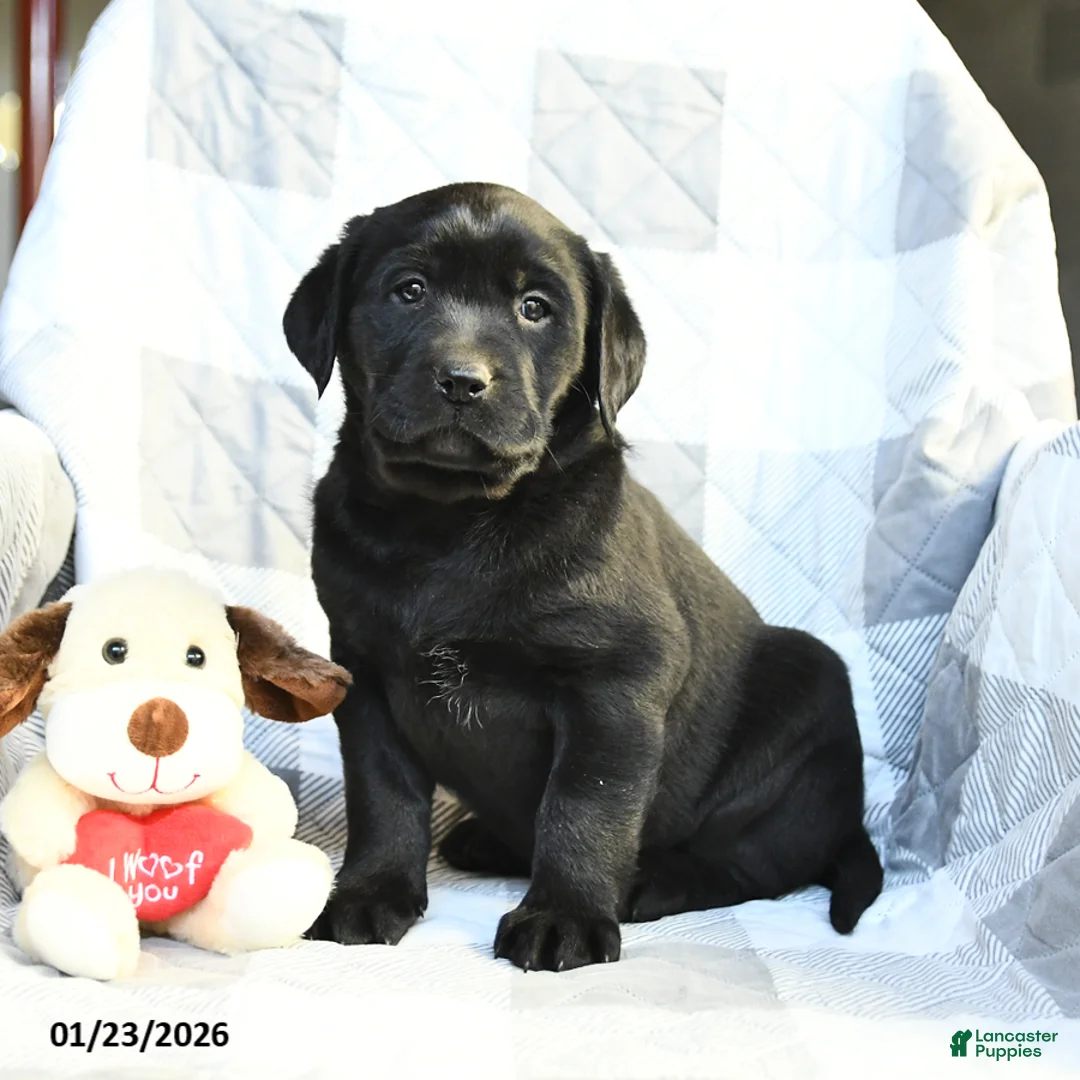 Labrador Retriever dogs for sale: Princess - Ad 2
