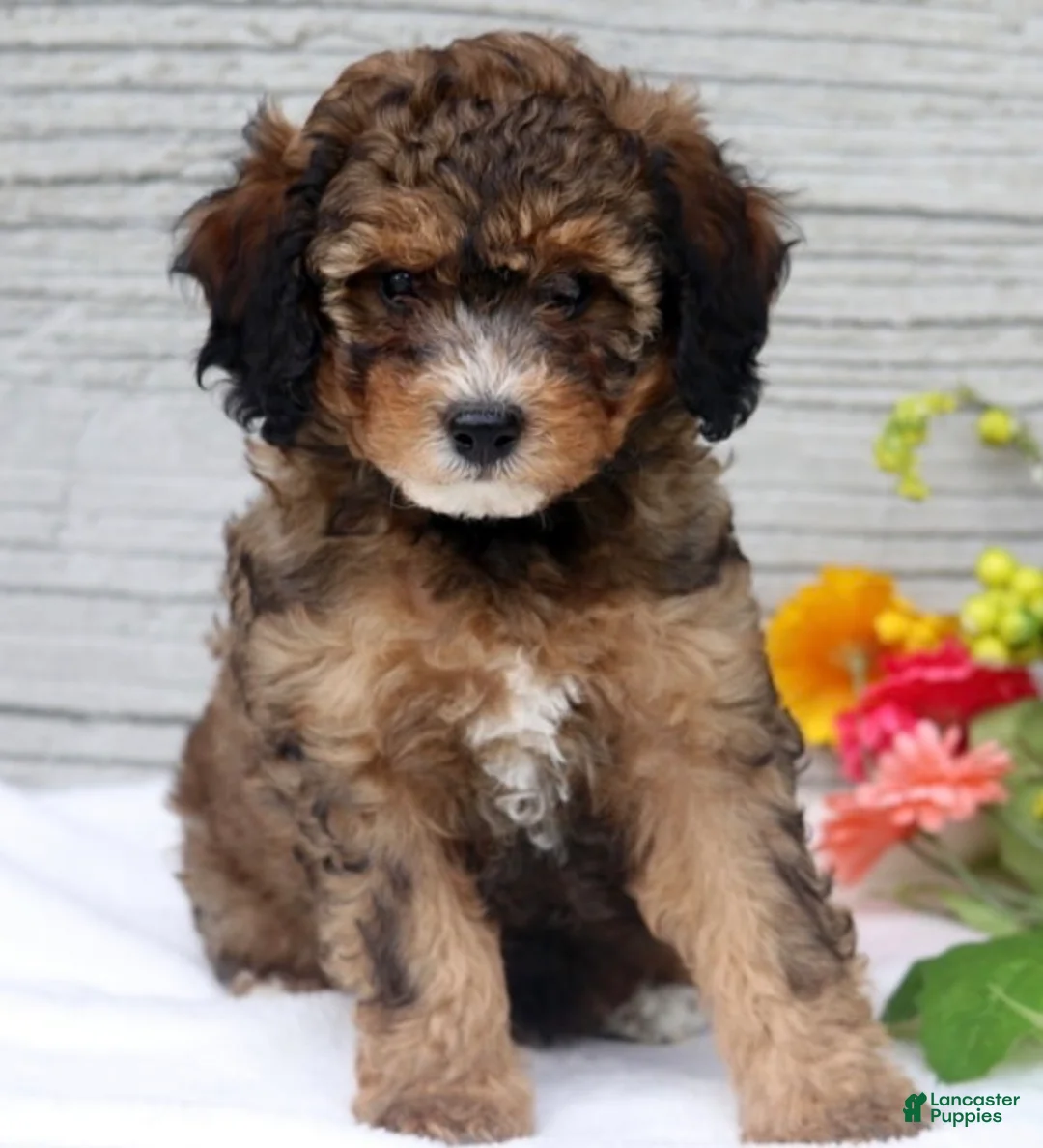 Miniature Poodle dogs for sale: Midnight - Ad 1