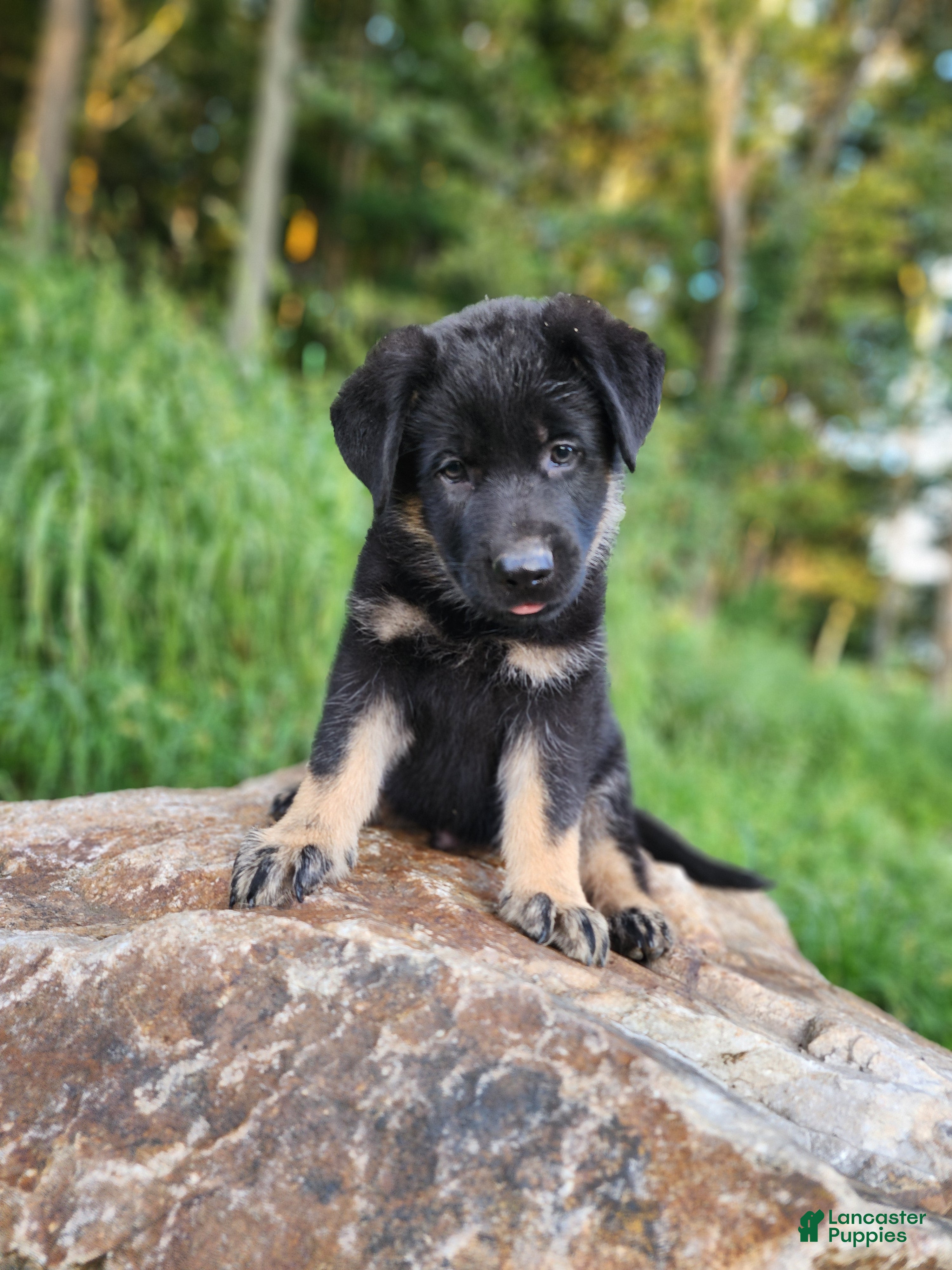 German Shepherd dogs  Tar - Ad 1