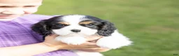 Cavalier King Charles Spaniel dogs for sale: Dolly - Ad 4