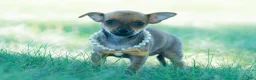 Chihuahua dogs for sale: Jupiter - Ad 3