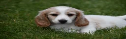 Miniature Dachshund dogs for sale: Biscuit - Ad 8