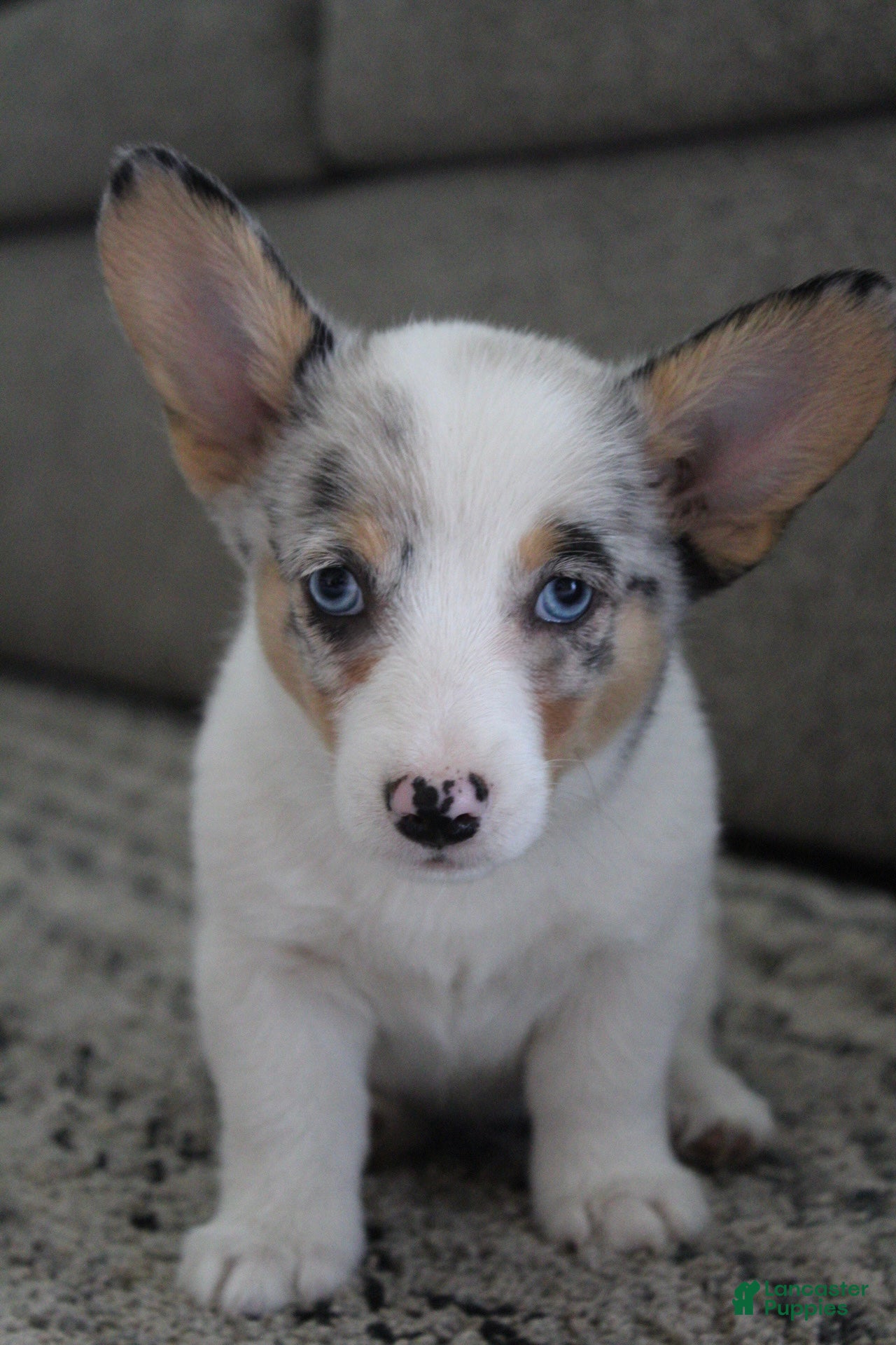 Welsh Corgi Pembroke dogs Welsh Corgi Pembroke 2 - Ad 2