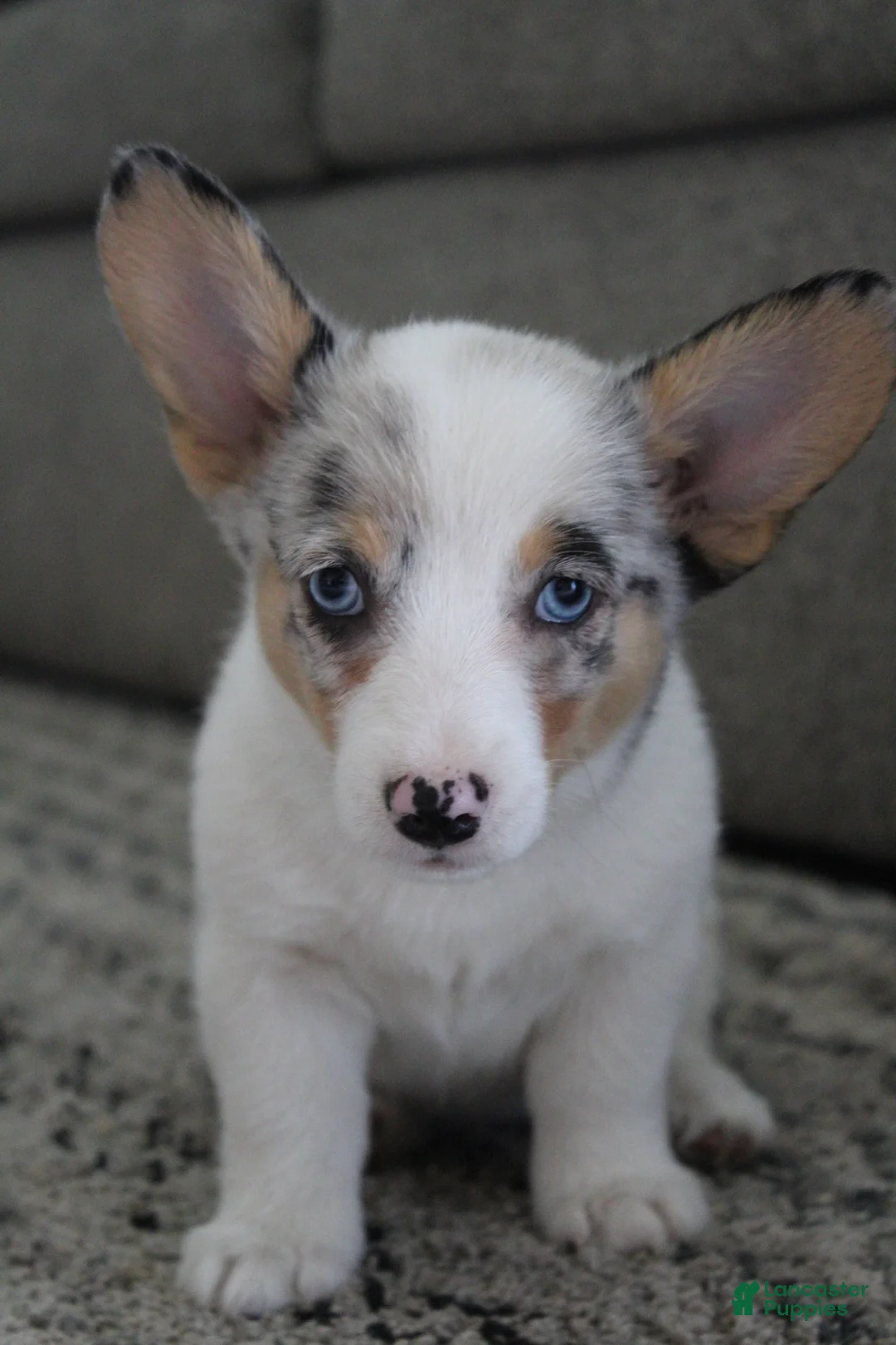 Welsh Corgi Pembroke dogs for sale: Welsh Corgi Pembroke 2 - Ad 1