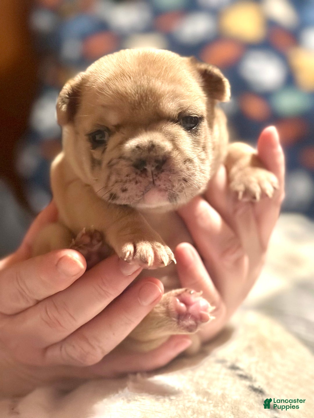 French Bulldog dogs for sale: French Bulldog Puppy 5 - Ad 2