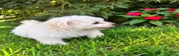Bichon Frise dogs for sale: Bichon Frise 1 - Ad 2